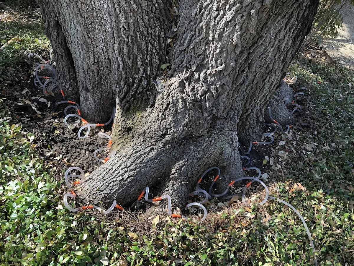 Detailed Tree Cabling and Bracing job site in Grady
