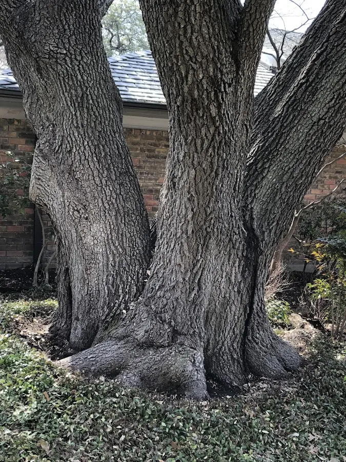 Mature heritage tree close to a Grady property cared for by certified arborists